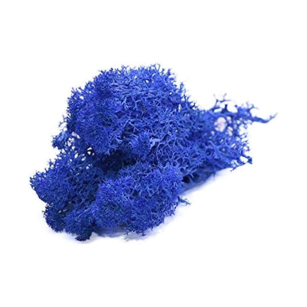 Reindeer Grass Moss