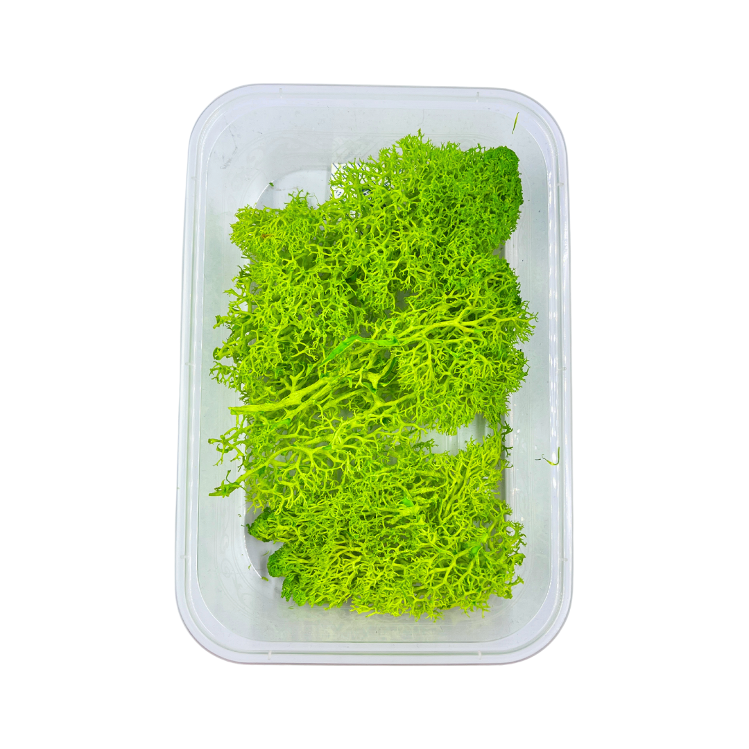 Reindeer Grass Moss