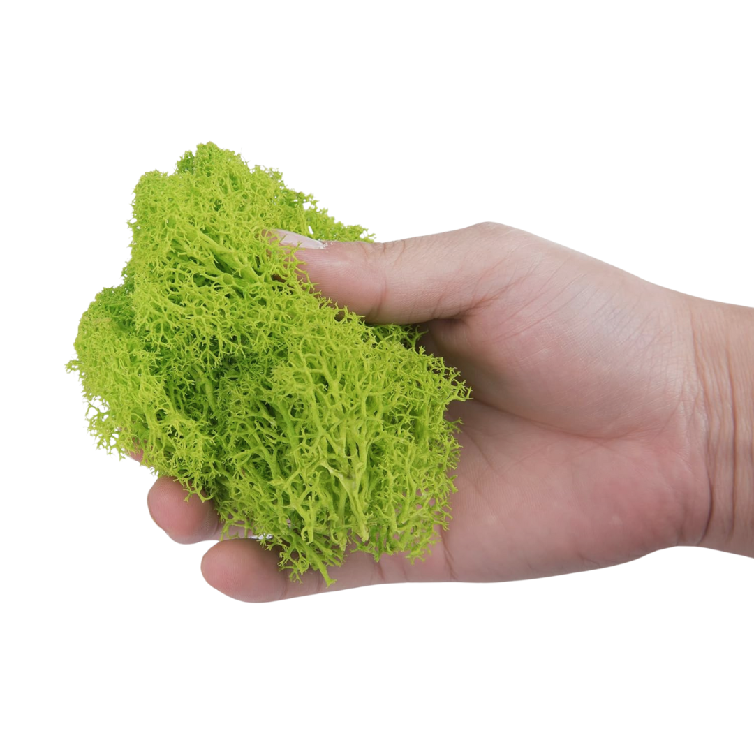 Reindeer Grass Moss