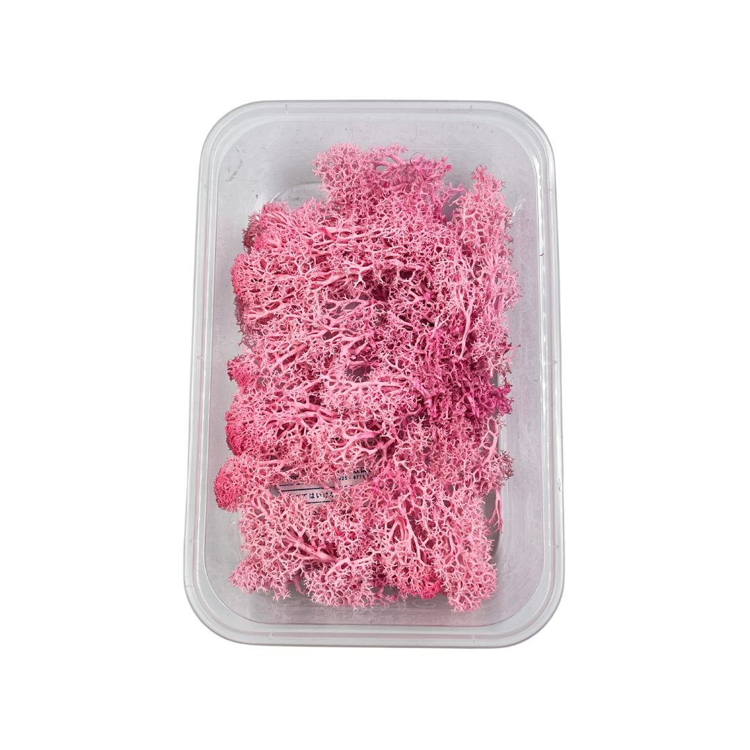 Reindeer Grass Moss