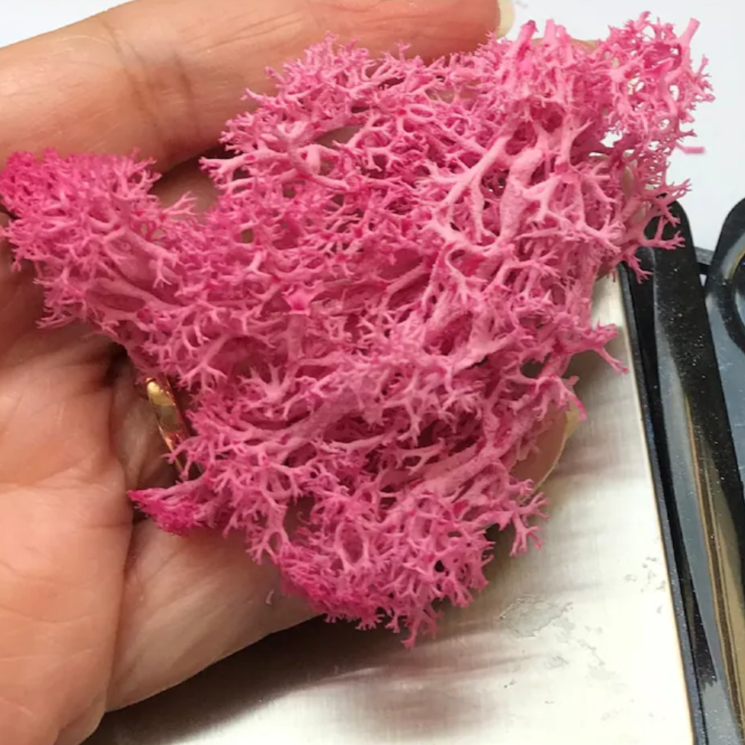 Reindeer Grass Moss