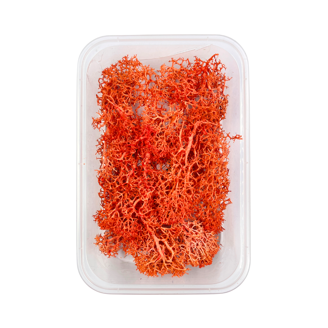 Reindeer Grass Moss