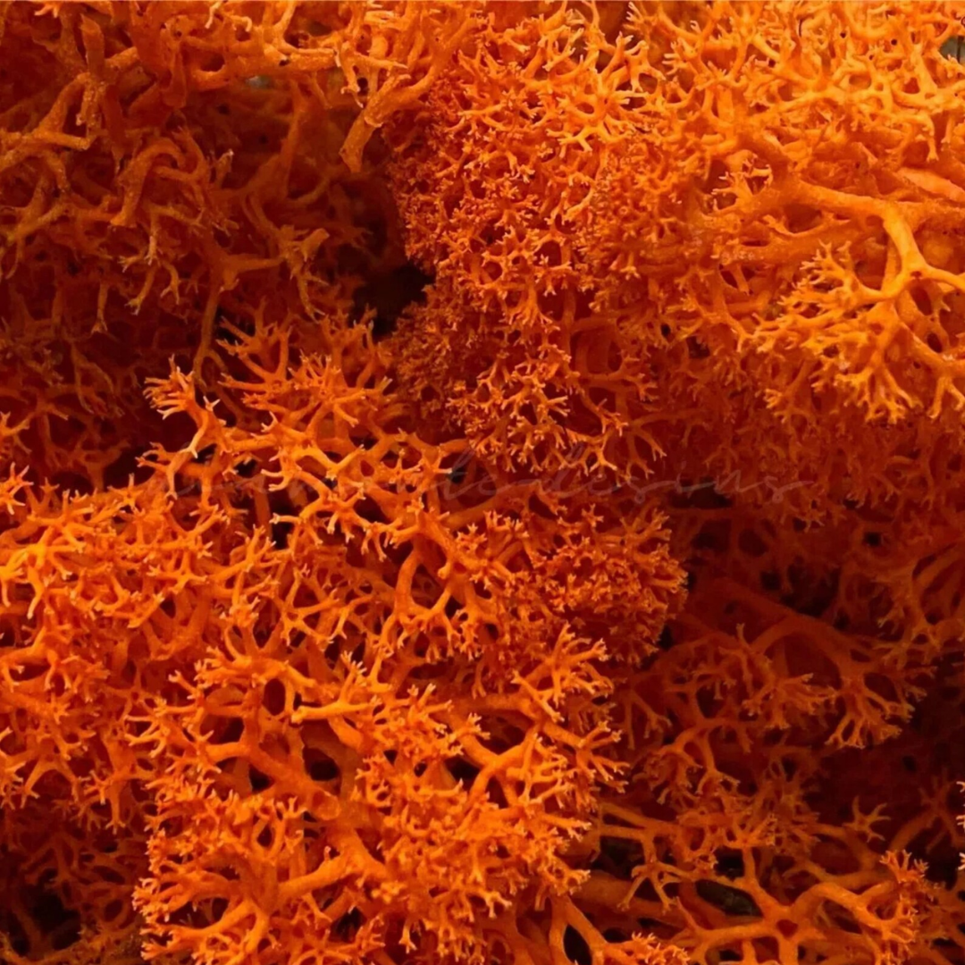 Reindeer Grass Moss