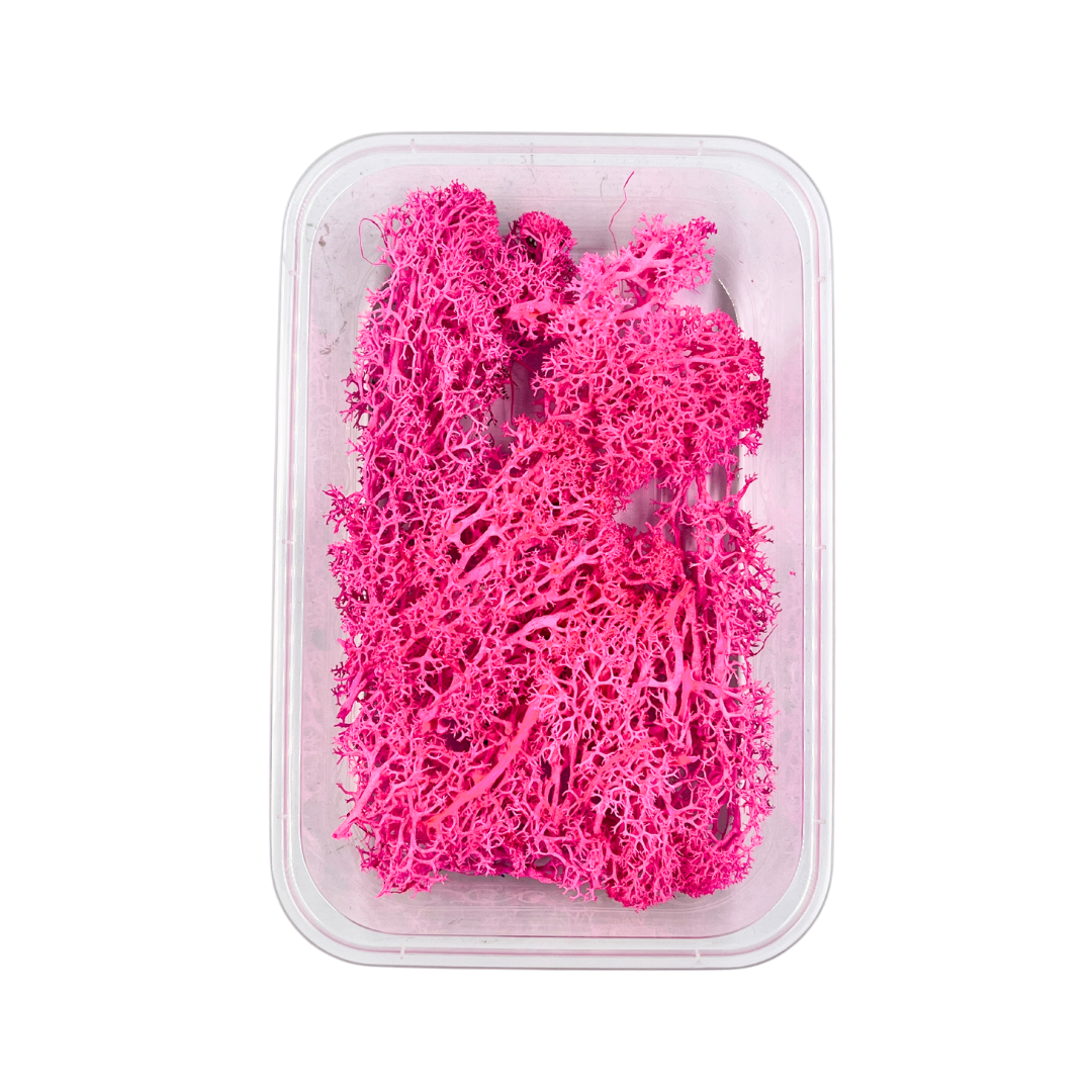 Reindeer Grass Moss