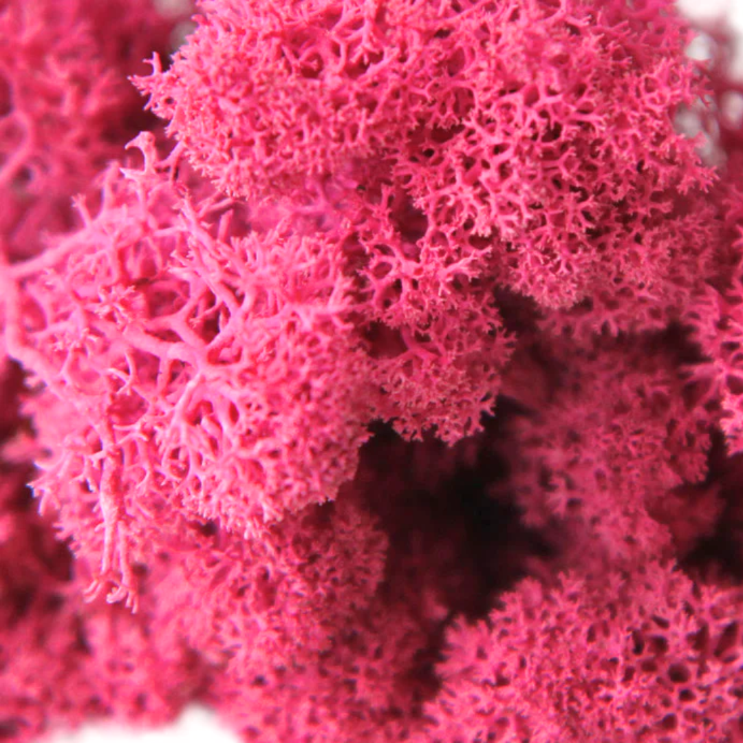 Reindeer Grass Moss