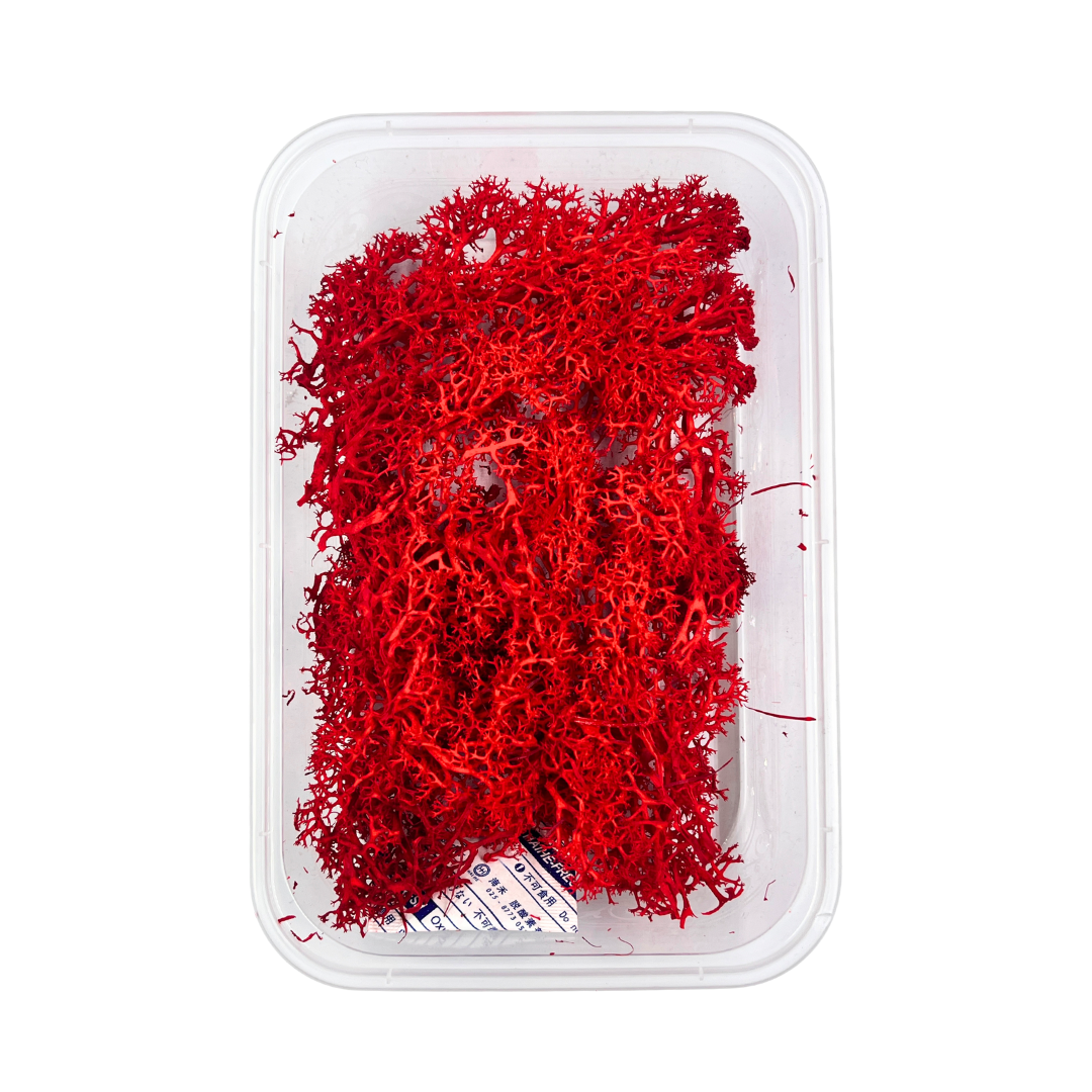 Reindeer Grass Moss