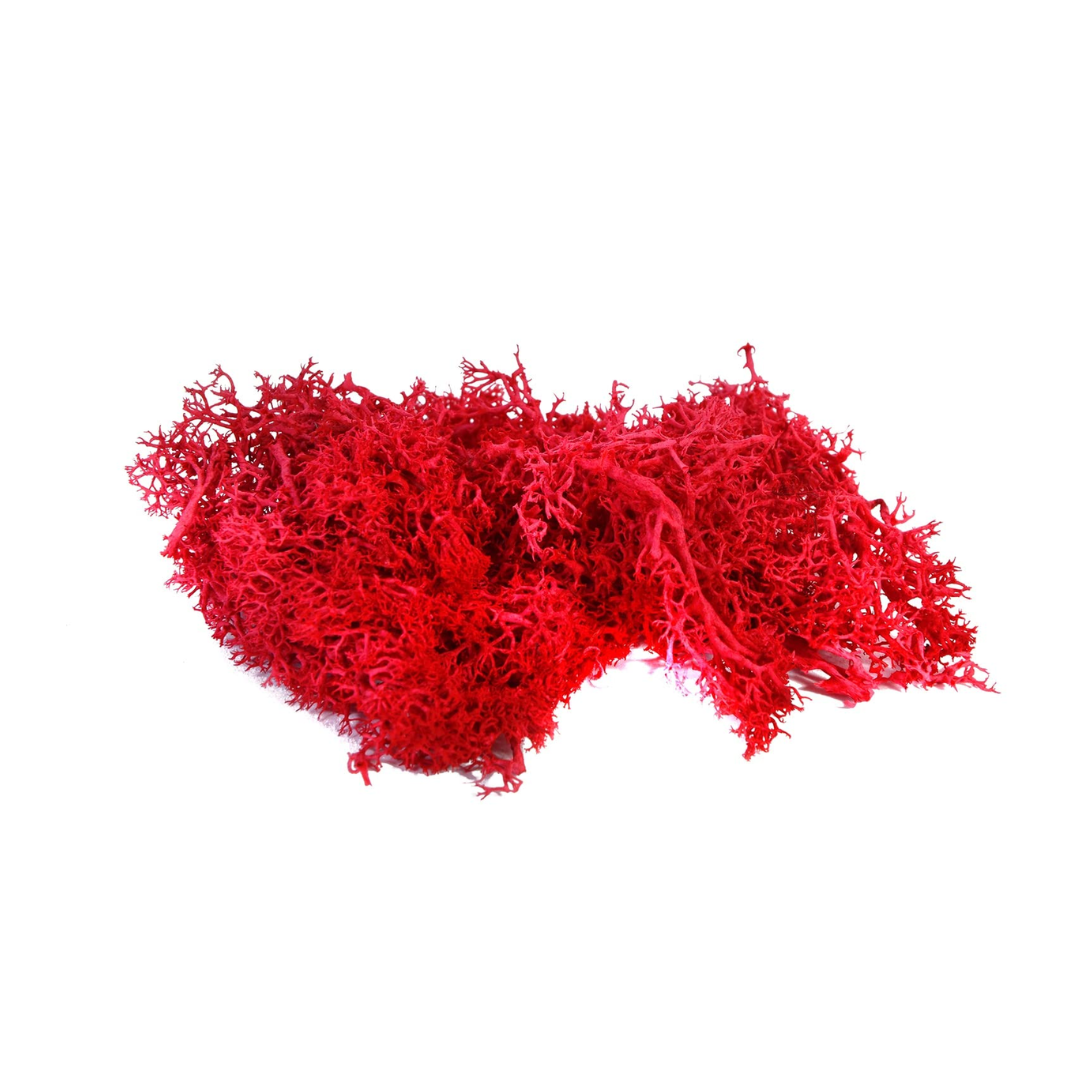 Reindeer Grass Moss