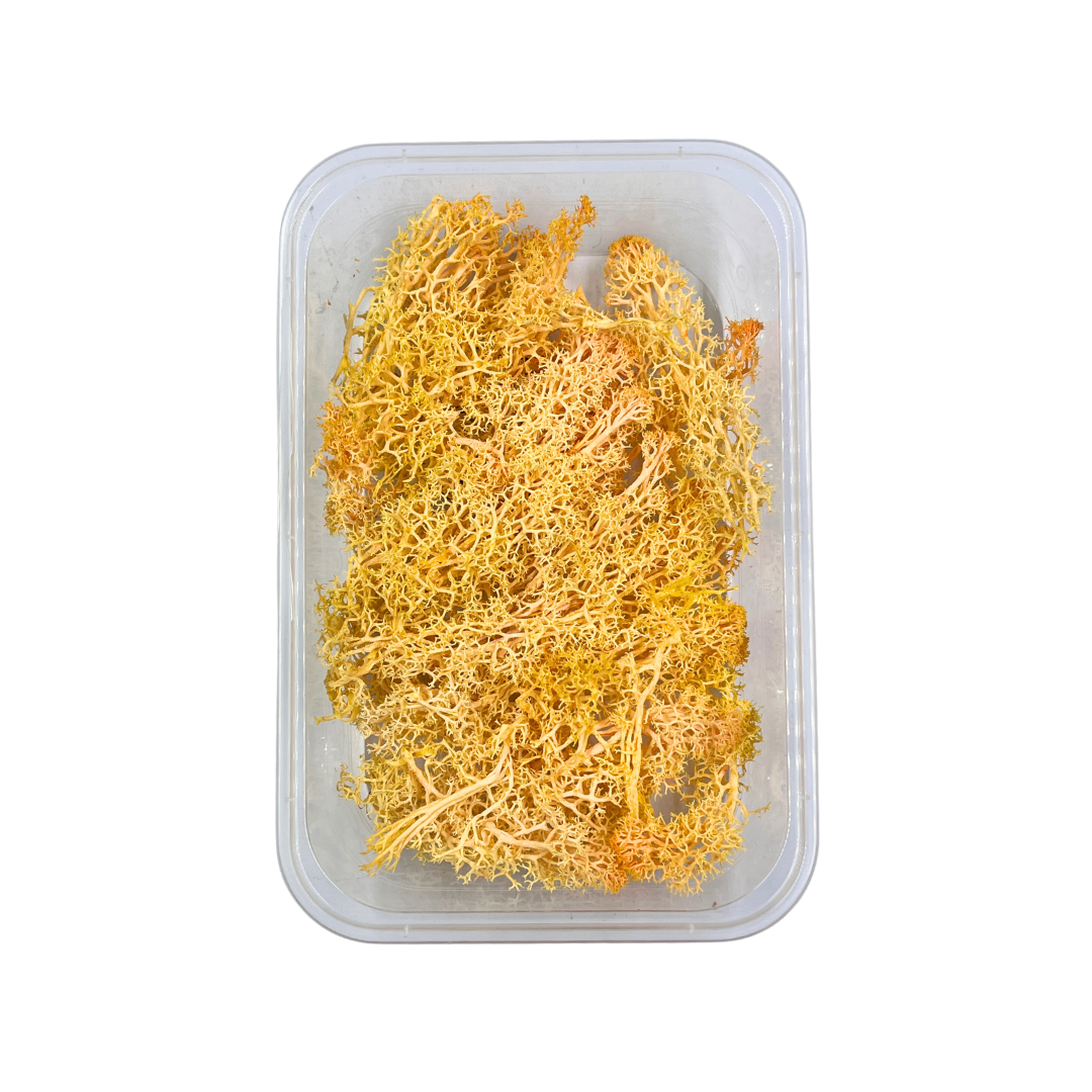 Reindeer Grass Moss