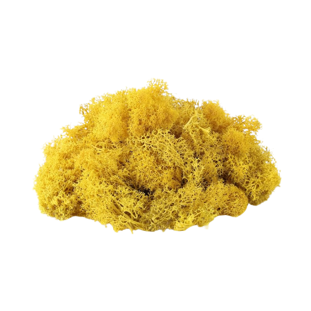Reindeer Grass Moss